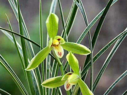 为什么春兰不开花（从光照）