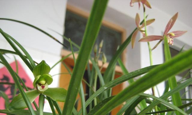 寻找春天的足迹——探究春兰的花期（一朵花的故事）