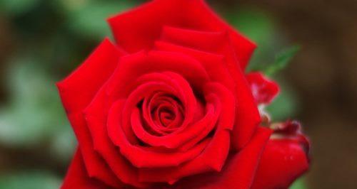 玫瑰花的深层含义（探索玫瑰花背后的象征意义）