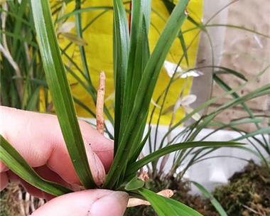 春兰的发芽与生长过程（春天）