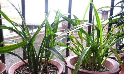 春兰是喜阴植物还是喜阳植物（探究春兰的光照要求）