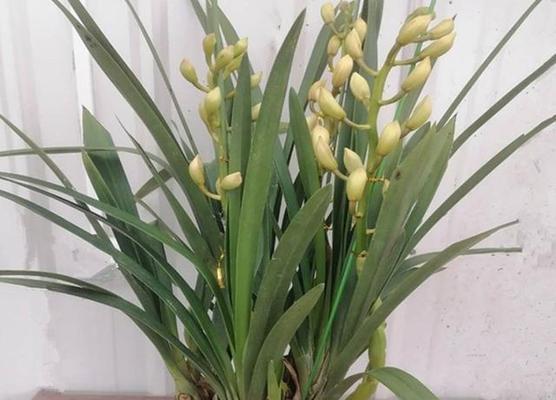如何养护春兰，让它开花更多（春兰养护技巧大揭秘）