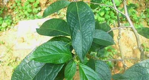 了解春木的来源、特点和用途（了解春木的来源）