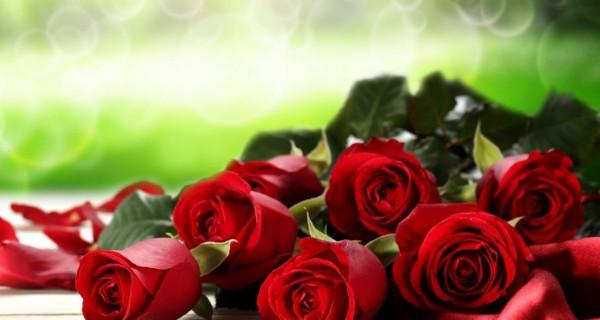 玫瑰花的数量与情感的象征（解读玫瑰花数量的隐含意义）
