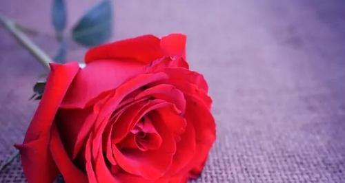 玫瑰花的数量与寓意（从花束到花海）