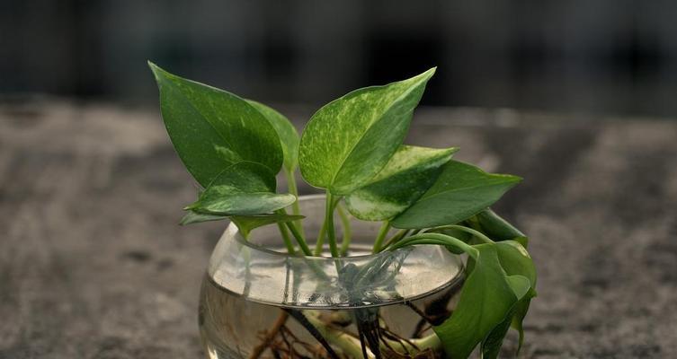 春天水培植物的养护（打造迷人家居花园）
