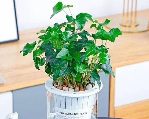 春天水培植物的养护（打造迷人家居花园）