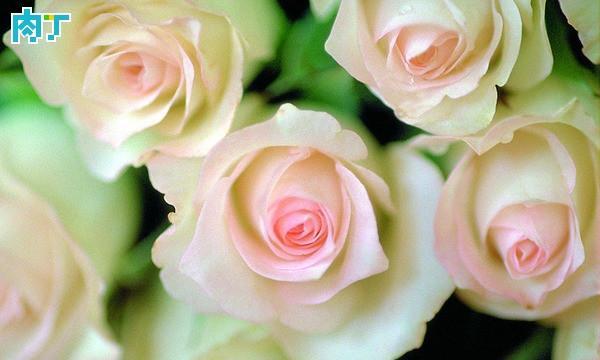 玫瑰花（玫瑰花的美丽和深刻意义）