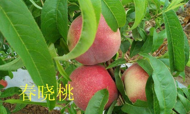 春晓桃之成熟（春季赏花的好时节）