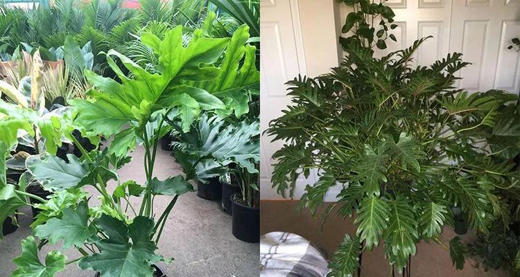 春羽花开放时间及观赏技巧（一年一度的春羽花盛宴）