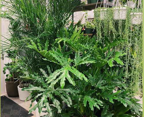 春羽花开放时间及观赏技巧（一年一度的春羽花盛宴）