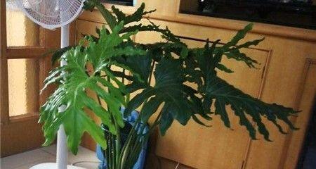 春羽浇水全攻略（浇水原则）