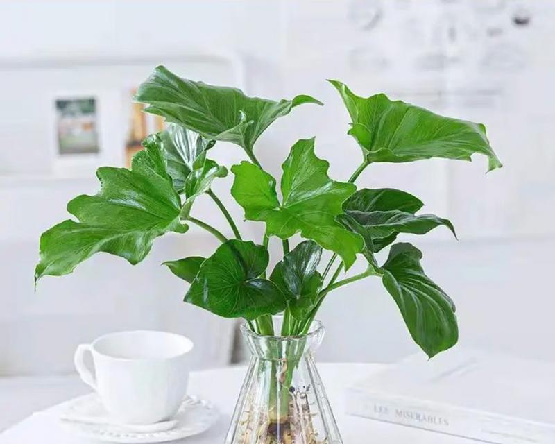 春羽浇水时间和正确方法（保护花草）