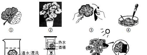 春羽浇水时间和正确方法（保护花草）