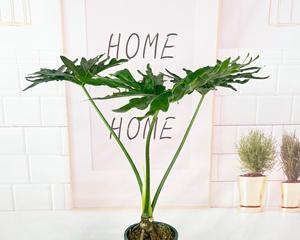 春羽水培与土培——哪种更适合你的植物（探讨水培和土培的优缺点）
