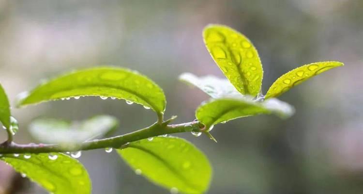 春雨喜阴还是喜阳（探究春雨的光照与湿度对其生长的影响）
