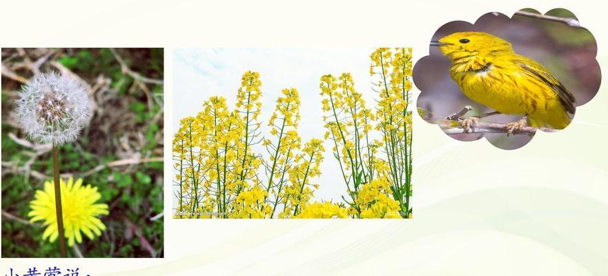 春雨叶子发黄的原因和解决方法