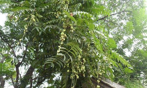 椿树和香椿树（认识椿树和香椿树）