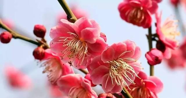 梅花的寓意与花语（深冬中的坚韧与希望）
