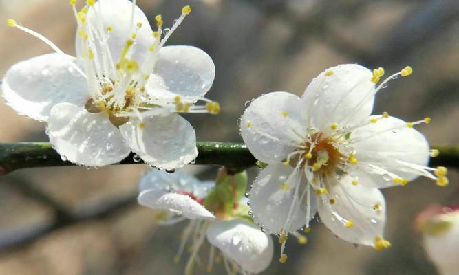 梅花花语的意义与传承（探寻梅花的美丽传说与文化内涵）