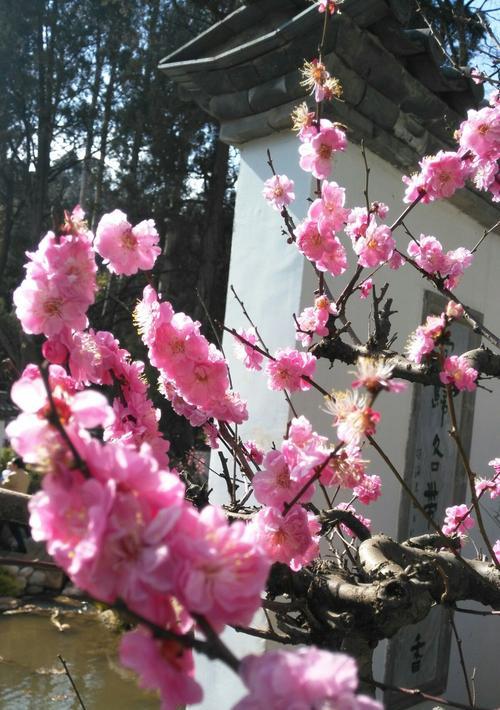 梅花花语的意义与传承（探寻梅花的美丽传说与文化内涵）