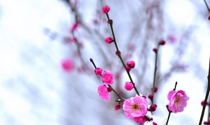梅花的寓意与象征（探究梅花在中国文化中的独特价值和意义）