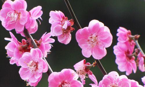梅花的寓意与象征（探究梅花在中国文化中的独特价值和意义）