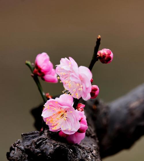 梅花的寓意与象征（探究梅花在中国文化中的独特价值和意义）