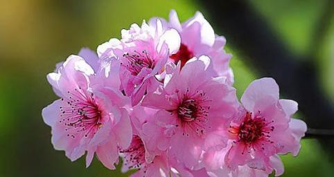 梅花的象征意义——坚韧不拔的生命力（梅花与冬季奇迹的对话）