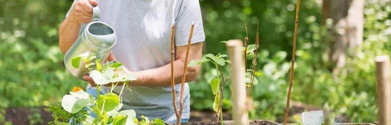 纯牛奶浇花指南（掌握这些技巧）