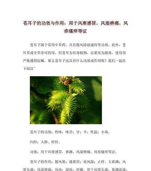 茨菇：一种养生佳品
