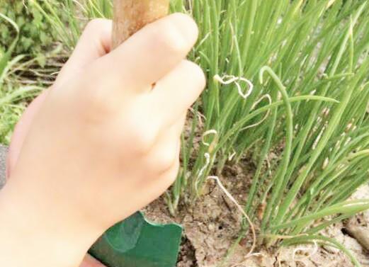 瓷花盆换土指南（时间）