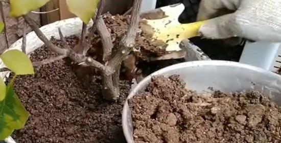 瓷花盆换土指南（时间）
