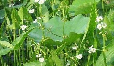 探秘慈姑的神奇之处（一种神奇的植物）