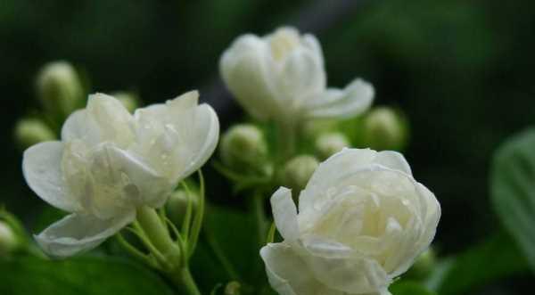 茉莉花的花语与寓意（茉莉花的象征意义及其文化背景）