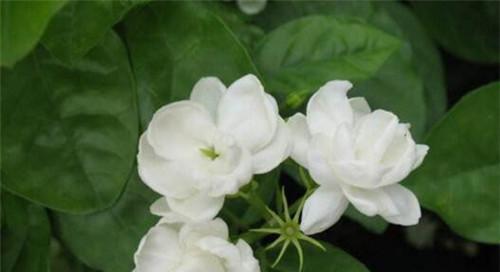 茉莉花的寓意与象征（花香四溢）