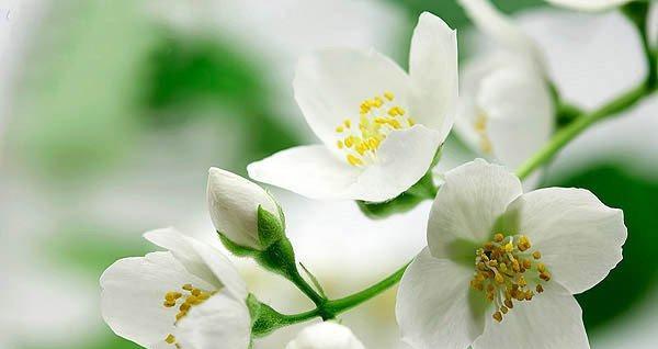 茉莉花的寓意与象征（花香四溢）