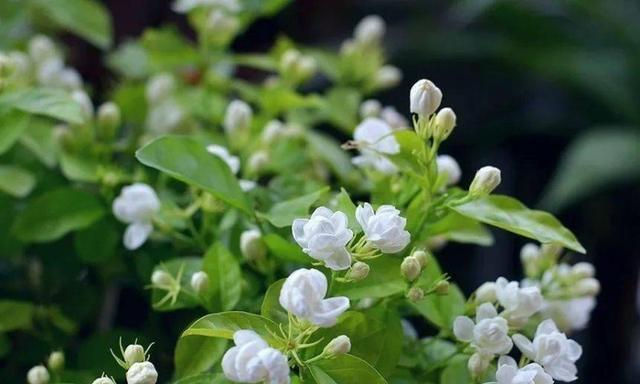 茉莉花的花语与意义（解读茉莉花的象征和寓意）