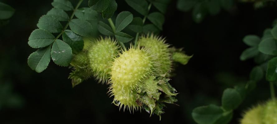 刺梨的成熟季节及特点（解析刺梨成熟的时间）