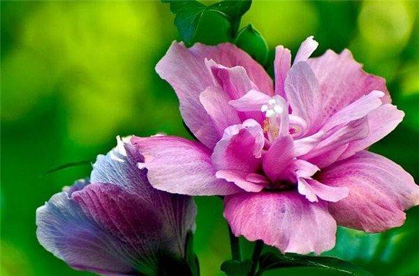 木槿花（揭示木槿花的花语及其象征意义）
