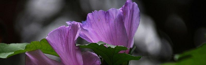 木槿花的花语与象征（揭示木槿花的寓意与象征）