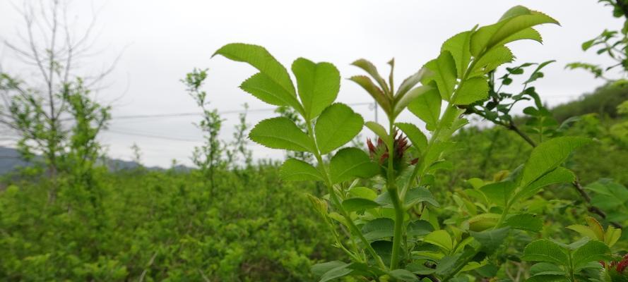 刺梨的种植与适应环境（在哪些地方可以种植刺梨）