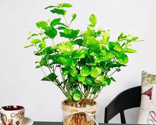 探究刺玫水培养殖的方法