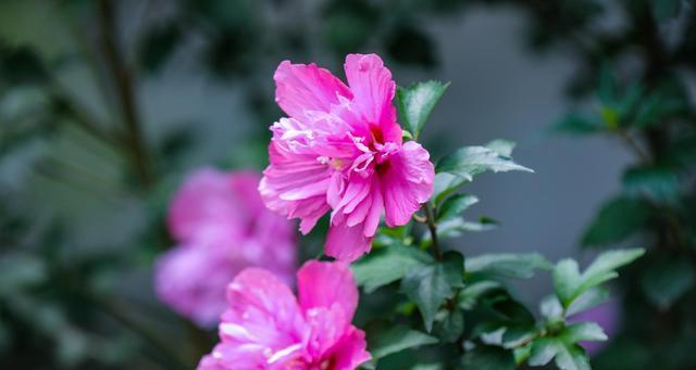 木槿花的花语及象征意义（探寻木槿花的寓意）
