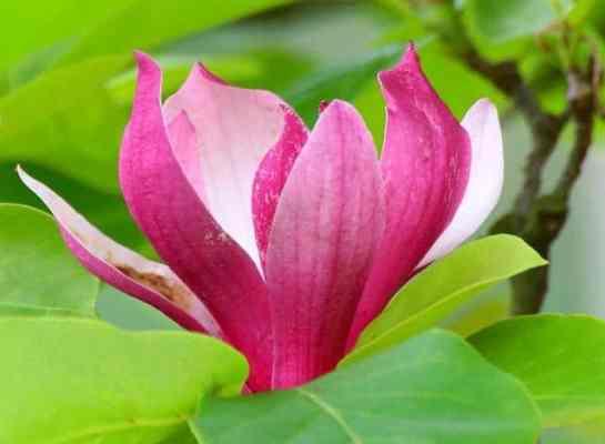 木兰花的花语与意义（探寻木兰花的神奇之处）