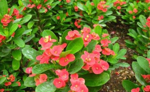 刺梅花竟有害（了解刺梅花毒性成分）