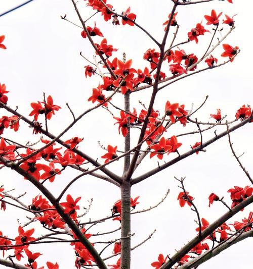 木棉花的寓意象征与人生哲理（探究木棉花的象征意义与其在人生中的启示）