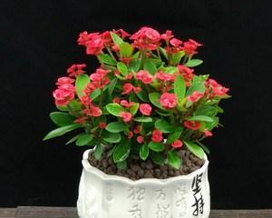 刺梅花的养殖方法详解（如何种植出健康美丽的刺梅花）