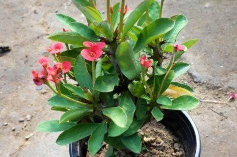 刺梅花的养殖方法详解（如何种植出健康美丽的刺梅花）