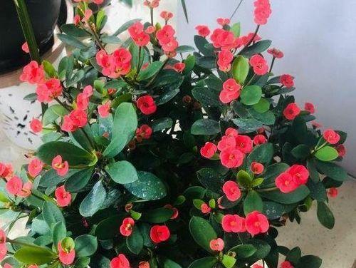 刺梅花的养殖方法详解（如何种植出健康美丽的刺梅花）